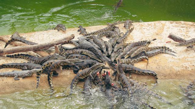 The “Terre de Dragons"  in Sud-Vienne-Poitou